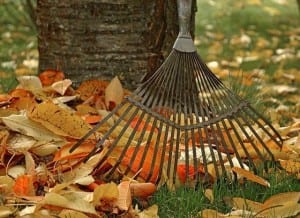 Leaf Removal services in Southern MD