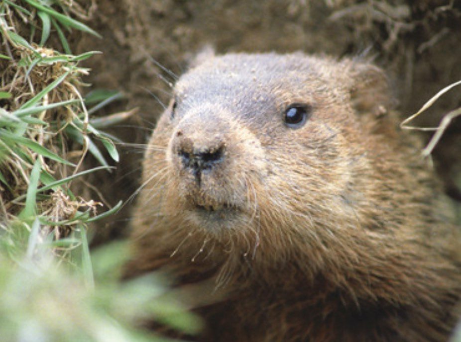 Keep groundhogs out of the garden